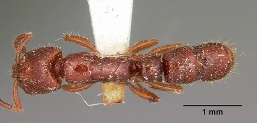 Myopias amblyops specimen
