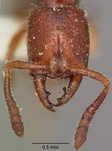 Myopias amblyops specimen