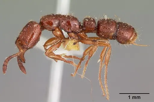 Myopias amblyops specimen