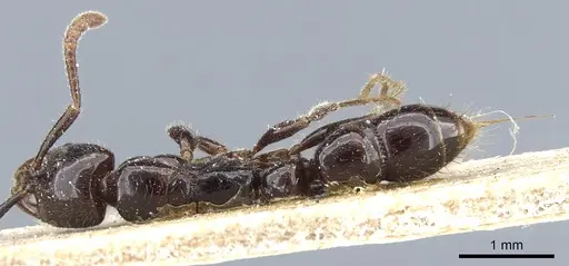 Myopias bidens specimen