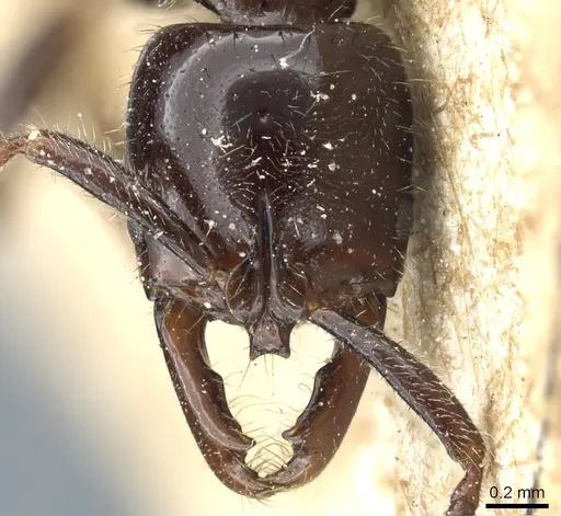 Myopias bidens specimen