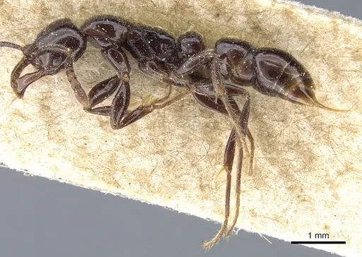 Myopias bidens specimen