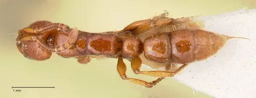 Myopias bidens - FOCOL1008