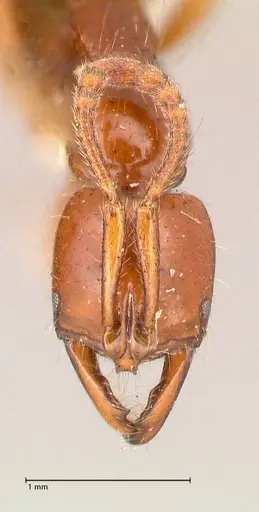 Myopias bidens - FOCOL1008