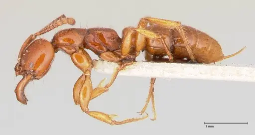 Myopias bidens - FOCOL1008