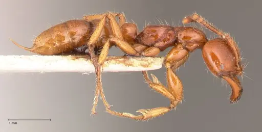 Myopias bidens - FOCOL1008