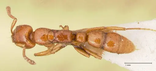 Myopias bidens - FOCOL1009