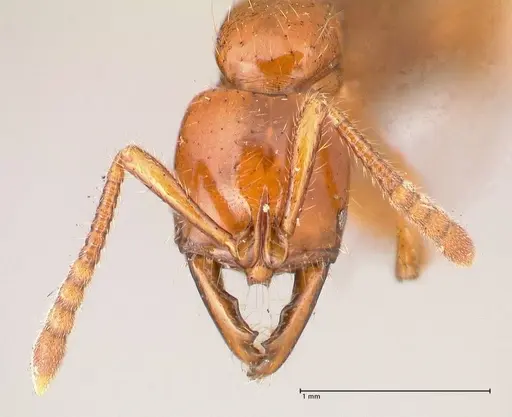 Myopias bidens - FOCOL1009