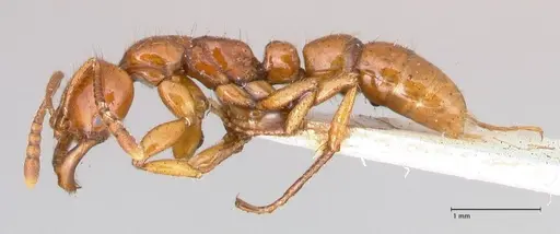 Myopias bidens - FOCOL1009