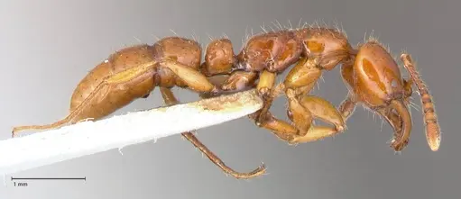 Myopias bidens - FOCOL1009