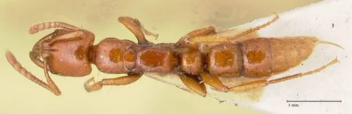 Myopias bidens - FOCOL1010