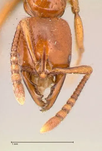 Myopias bidens - FOCOL1010