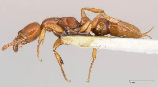 Myopias bidens - FOCOL1010