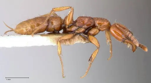 Myopias bidens - FOCOL1010