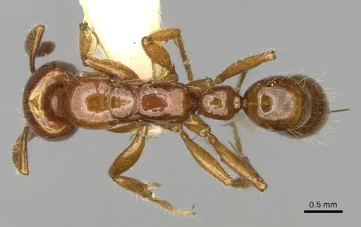 Myopias breviloba specimen
