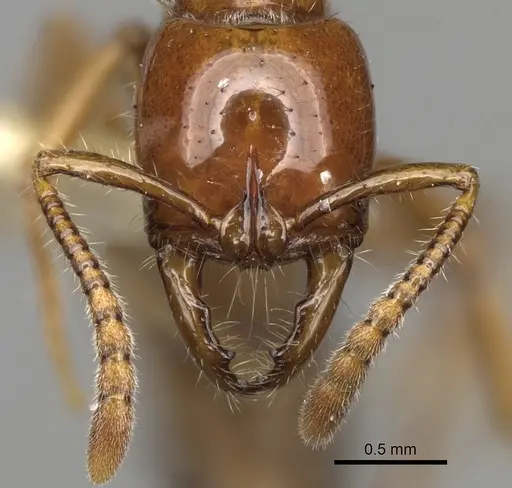 Myopias breviloba specimen