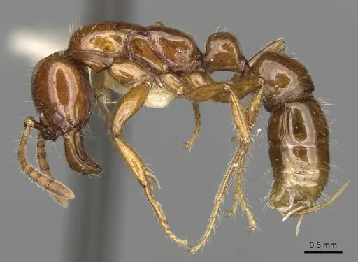 Myopias breviloba specimen