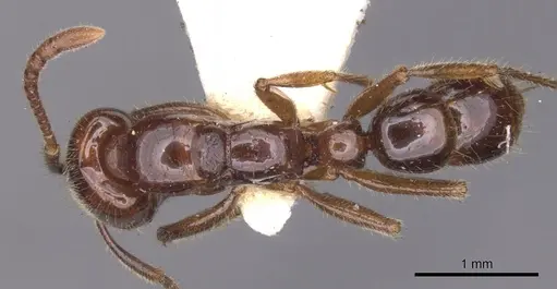 Myopias castaneicola specimen