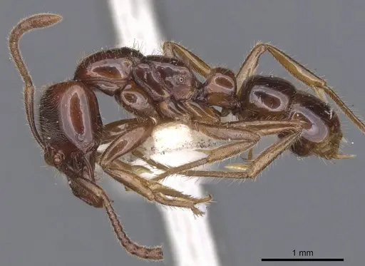 Myopias castaneicola specimen