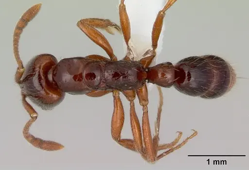 Myopias chapmani specimen