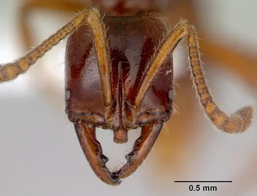 Myopias chapmani specimen