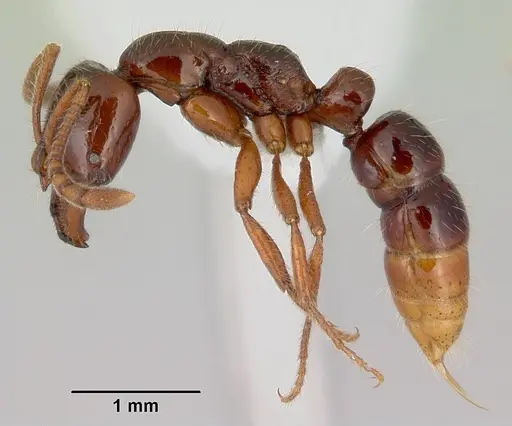 Myopias chapmani specimen