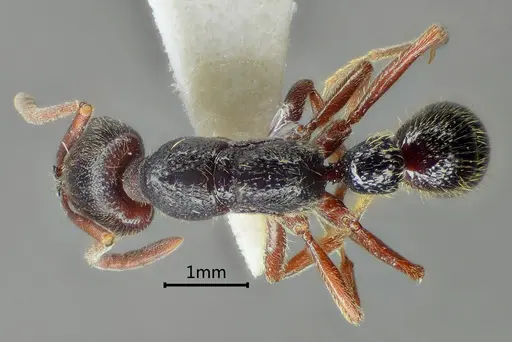 Myopias concava specimen