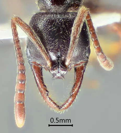 Myopias concava specimen