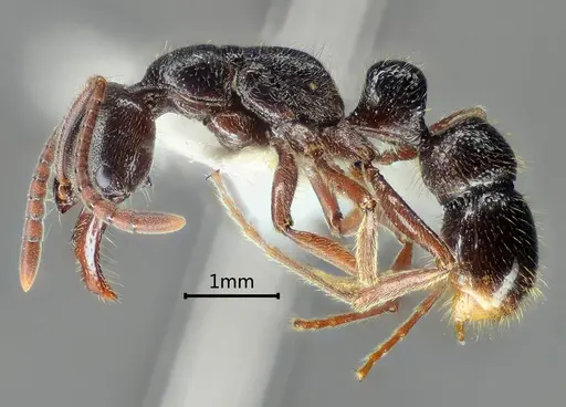 Myopias concava specimen