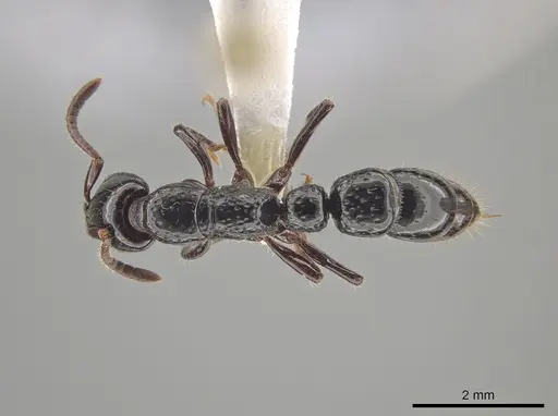 Myopias concava - CASENT0634948