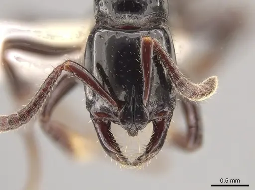 Myopias concava - CASENT0634948