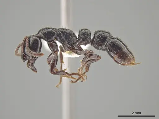 Myopias concava - CASENT0634948