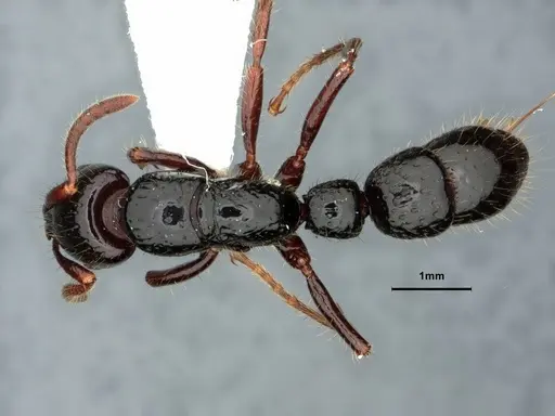 Myopias concava - CASENT0882100