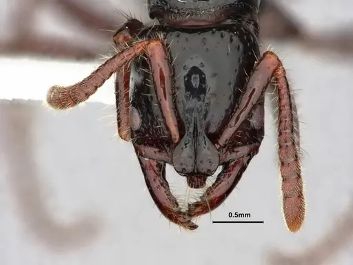 Myopias concava - CASENT0882100