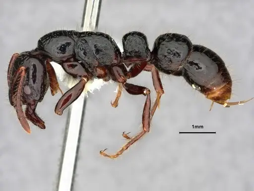 Myopias concava - CASENT0882100