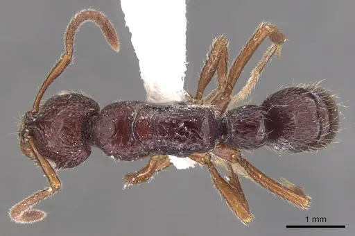 Myopias concava - CASENT0902532