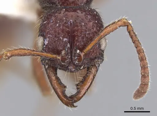 Myopias concava - CASENT0902532