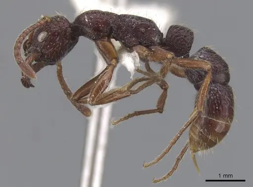 Myopias concava - CASENT0902532