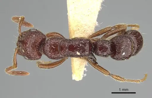 Myopias concava - CASENT0922429