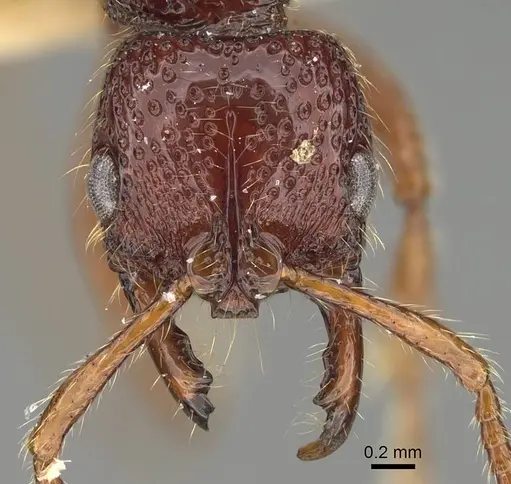 Myopias concava - CASENT0922429