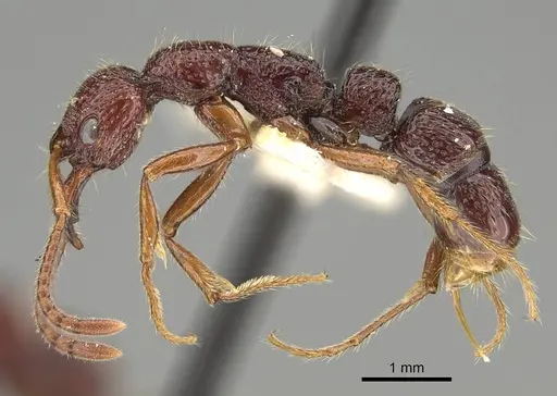 Myopias concava - CASENT0922429