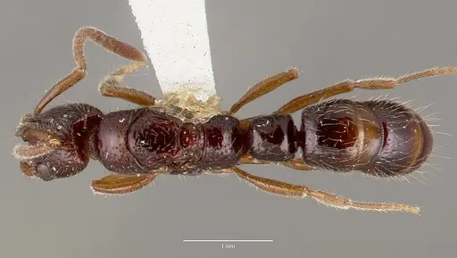 Myopias cribriceps specimen