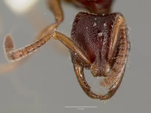 Myopias cribriceps specimen