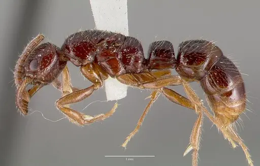 Myopias cribriceps specimen