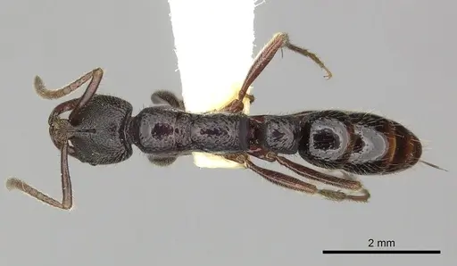 Myopias cribriceps - CASENT0270589