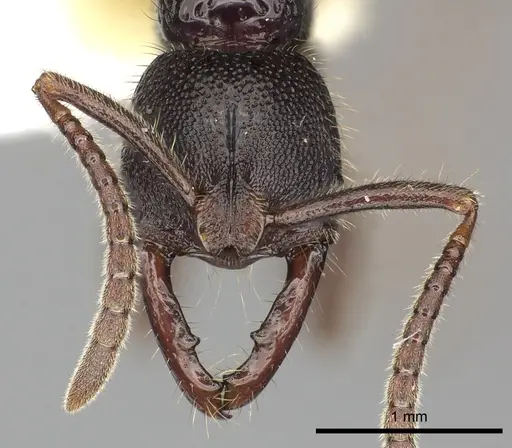 Myopias cribriceps - CASENT0270589