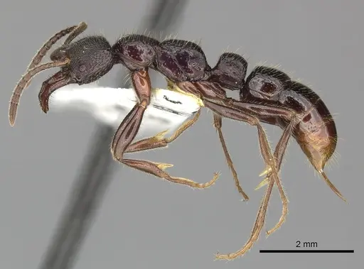 Myopias cribriceps - CASENT0270589