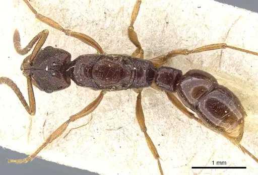 Myopias cribriceps - CASENT0903927