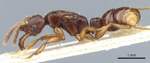 Myopias cribriceps - CASENT0903927