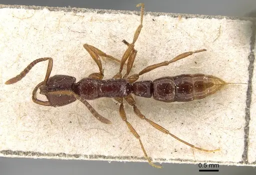 Myopias cribriceps - CASENT0922247